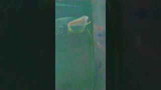 Day 12 #fish #arowana #rosim6565 #fishvideo#day12