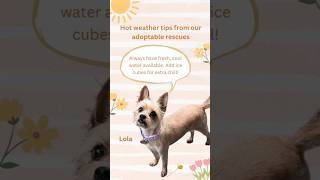 Keep your pets cool and safe in the summer heat ☀️ #petsafety #summer #hotweather #tips