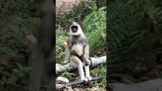 pandu kothi🐒