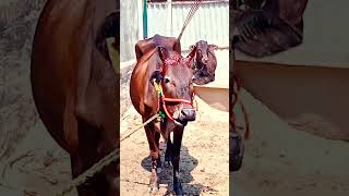 Gau hai Mata gauhari#🙏🙏🙏🙏🙏👍👍🌹🌹 Puja#shortvideo #animallover #tiktokvideo