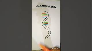 RNAeasydiagram#shortsvideo#shorts#rna#diagram #bio#reels#@namratagautamsb2bp