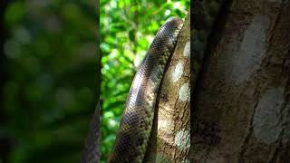 king cobra #wild 2