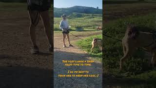 farm dog cert prep