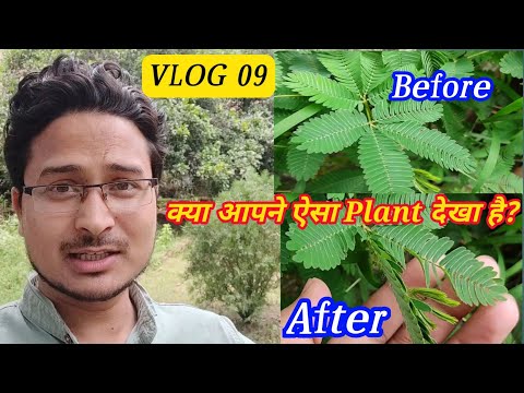 छूई मूई Plants ☘️☘️☘️|| NAWADA MUSEUM || Vlog 09 || Ashfaque sir || #aaonlinesolution