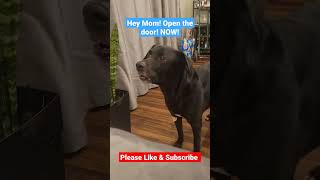 Black Lab very angry! #blacklab #dogsofyoutube #blacklabradorretriever