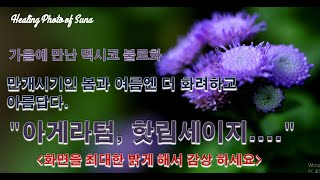 [선아의 힐링포토] 내면의 정화와 힐링을 위한 꽃들의 향연. 서울의 숲속 작은 치유의 정원에서 만난, 불로화, 블루셀비어, 핫립세이지, 큰꿩의 비름을 감상해 보세요.