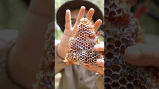 ASMR Eating Raw Honeycomb In The Forest 🐝 #short #shorts #honey