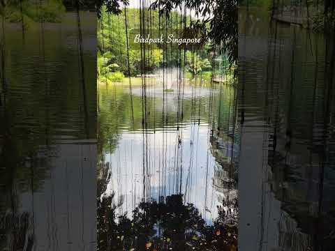 🦜🏞️ "Exploring Bird Park Singapore 🌳🕊️ A Fascinating Walk through Adventure!" 🇸🇬🎥