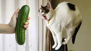 Les animaux les plus drôles te feront rire sans pouvoir t'arrêter 😂