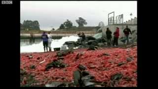 BBC中文网视频：死虾蟹染红智利海滩