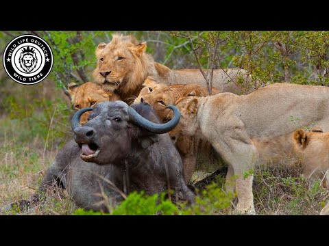 Wild Universe: Exploring the Wildlife of South Africa #Wildlife | Wild Life Germany