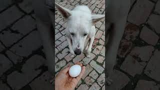 #shorts #puppylove #dogslovers #shortsvideo #youtubeshorts
