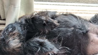 【VLOG】犬のお仕事風景
