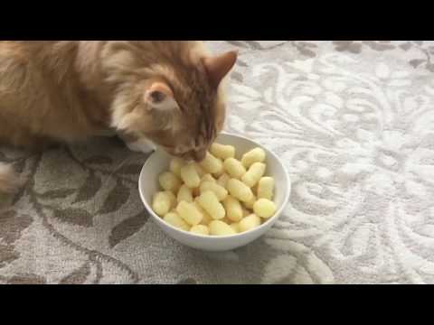 Pusa Loves Corn Puffs ♡
