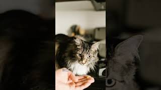Part 2 … 😾😿#shorts #petfacts #cats #subscribe
