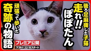 [Kitten rescue] A kitten whose hind legs were paralyzed can now walk! [Continuation]