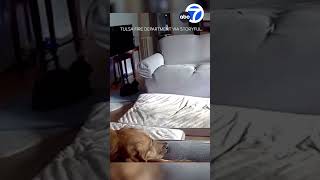 Dog starts house fire by chewing on lithium battery