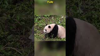 爱姐在任何场地都玩的开 #pandacub #funny #giantpanda #animals #pandachina #cute #cutepanda #pets #パンダ君 #パンダ君