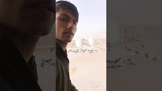 jivdaya  #bird #priya #viral #vlog #pigeon #trendingshorts #2023 #2024election #2024滅東廠
