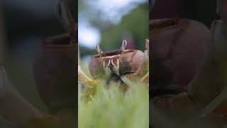 Crab Walk Adventure: Fun Kids' Song for Active Play and Motor Skills Development!