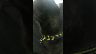 歐告看醫生要聽話治療 #毛孩 #歐告 #dog