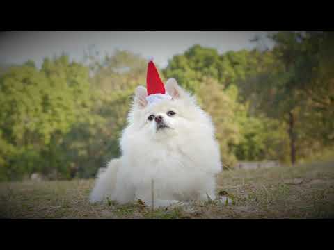 Christmas Dog