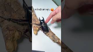 กว่างสามเขา ดุๆ Chalcosoma caucasus #beetle