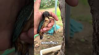 Kingfisher stuck in tree #usa #usatrends #animals