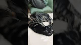 キジトラ兄弟🐈️