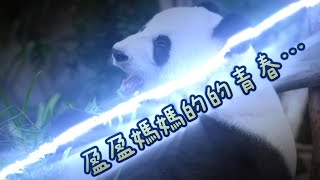 盈盈媽媽的青春回憶,盈盈樂樂童年回憶,盈盈樂樂打架現場丨香港大熊貓,盈盈樂樂,家姐細佬,加加得得,安安可可丨香港旅遊,香港海洋公園