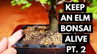 Chinese Elm Bonsai Care: Watering (Part 2)