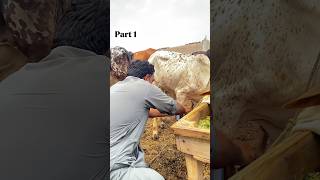 Cow🐂ki tang per mobile😱 #funny #viralvideoシforyou😅