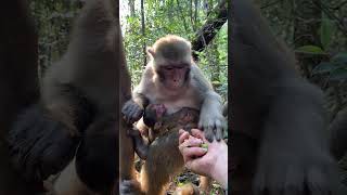 AWW MONKEY FUN OF THE MONKEY Protection of wild animals is everyone's