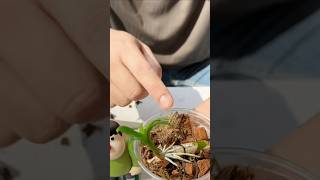 Very Secret tips cutting branches grafting orchid plant with simple ideas #orchid🌵🌵🌵🌵🌱🌳🌳🌳