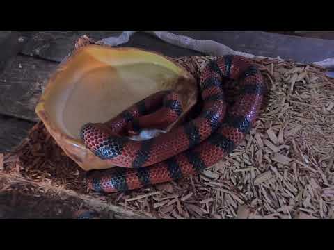 NIGHTIME LIVE FEEDING! HUNGRY SNAKE!!