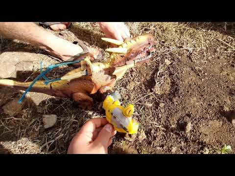 King Python and Dragonbreath buys a  house