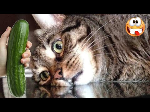 Funny Cat & Dog Videos to Make Your Day Better 😂 Funny Cats and Dogs😸