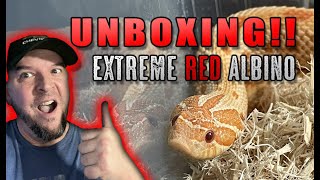 WOW! UNBOXING: Extreme Red Albino Conda het Snow Hognose!