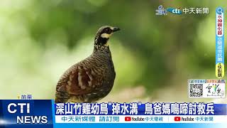 【每日必看】深山竹雞幼鳥"掉水溝" 鳥爸媽鳴啼討救兵 20230623 @中天新聞CtiNews