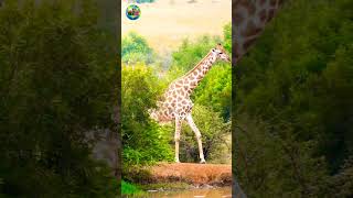 giraffe 🦒🦒 #amazingwildlife #wildanimals #nature #beautiful #shorts