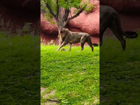 Lion Nehru Zoological Park