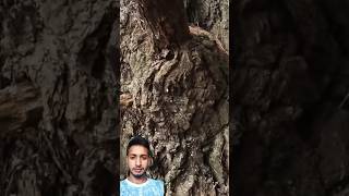 tree cutting maker,video#chainsaw #woodworking#treecutting
