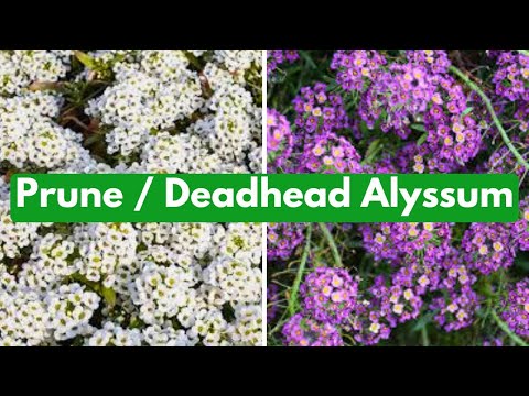 Cut Back Alyssum For More Blooms