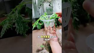 水培茼蒿菜開花太美了，隨便選個枝條茼蒿水培扦插教程方法教學 水培茼蒿建議選枝10-12釐米，入水3-