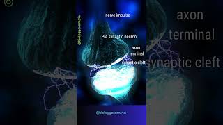 Synapse and Nerve Impulse Transmission Animation