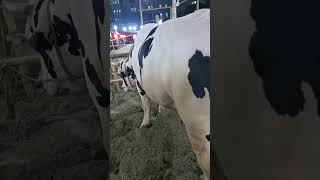 #cow #cowbd #goru #hamba #2025 #viralvideo #nisshash #guru #guruguru #animals
