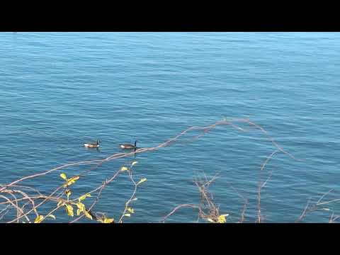 Beautiful Ducks (College Point,NYC)