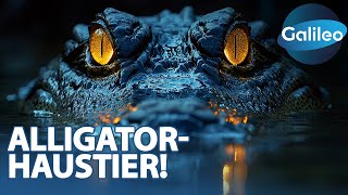 Alligator-Alarm! Leben mit dem Krokodil im Wohnzimmer!