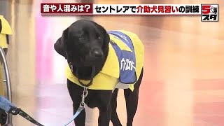 [Assistance dog] "He's having a surprisingly good time..." Trainee "Naru-kun" trains at Chubu Cen...