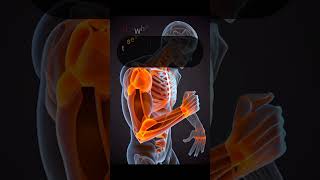 Anatomy part 35 #humananatomy #biology #pubquiz #quizblitz #pubentertainment #facts #virtualpubquiz